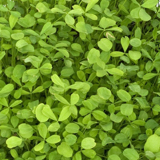 Berseem Clover - Nitrocoated Seed (lb)