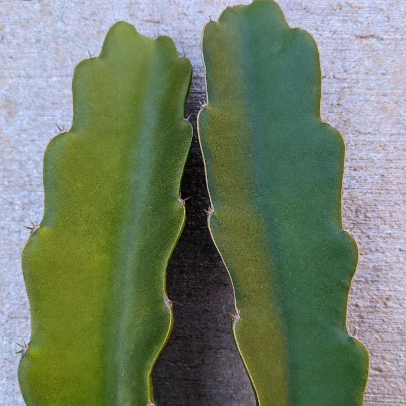Organic Bien Hoa White Dragon Fruit Cuttings