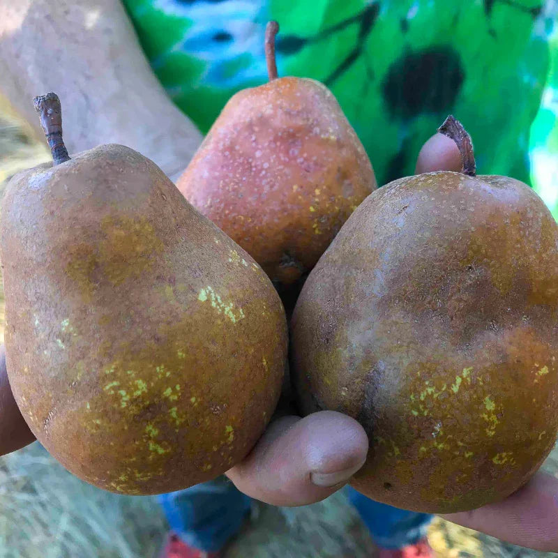 Big Brown Pear Tree