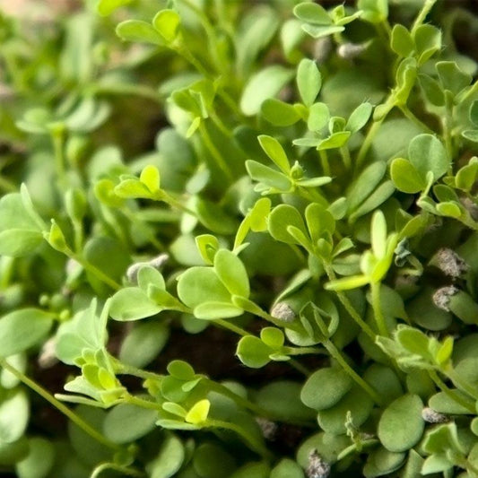 Birdsfoot Trefoil - Nitrocoated Seed (lb)