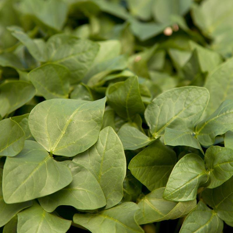 Black Eye Peas - Raw Seed (lb)