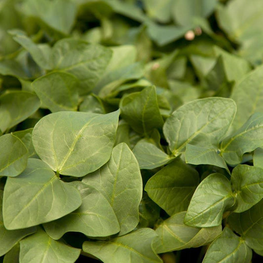 Black Eye Peas - Raw Seed (lb)
