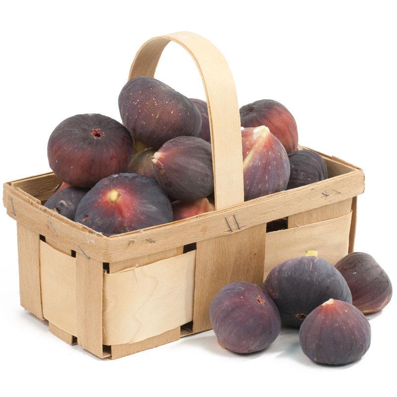 Black Mission Potted Fig Tree