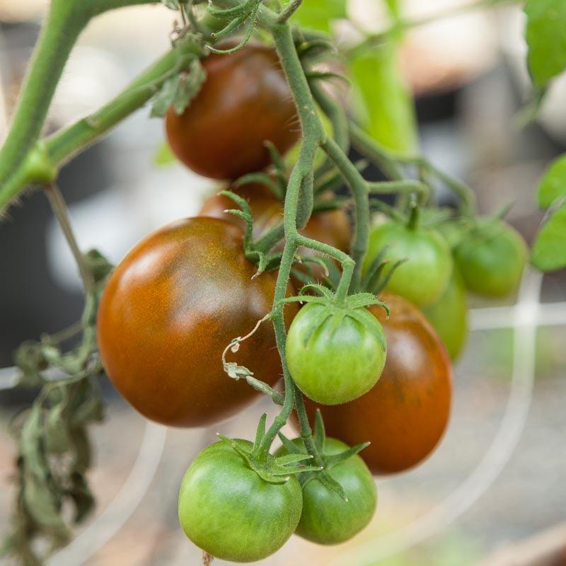 Organic Tomato, Black Prince (1 oz)