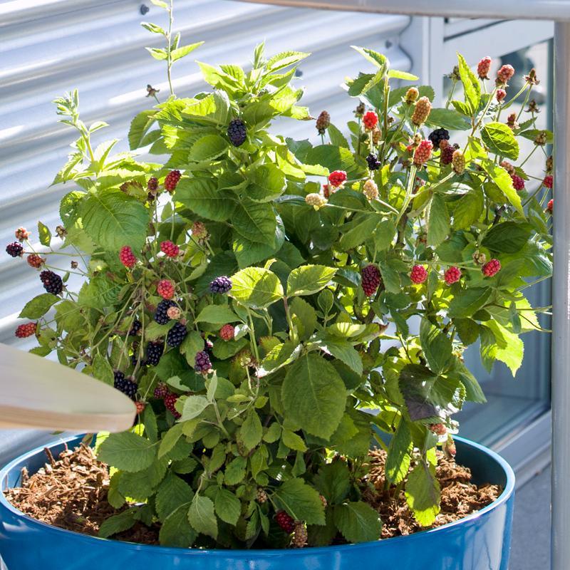 Potted Blackberry - Baby Cakes