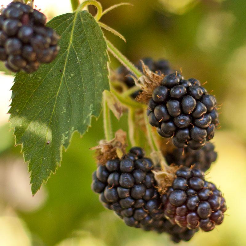 Black Satin Thornless Blackberry