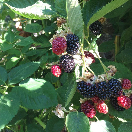 Potted Blackberry - Navajo