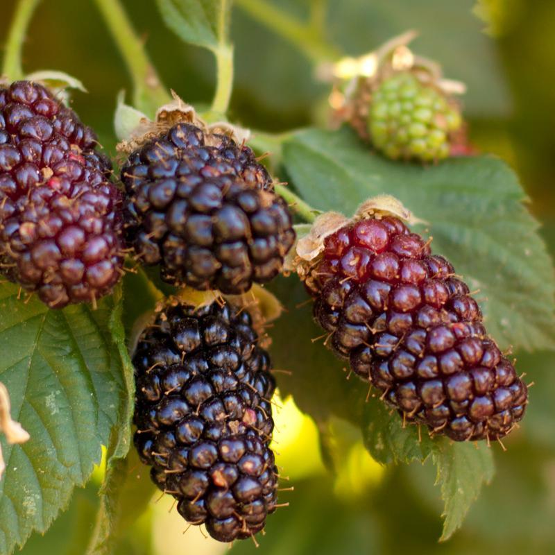Potted Blackberry - Olallie