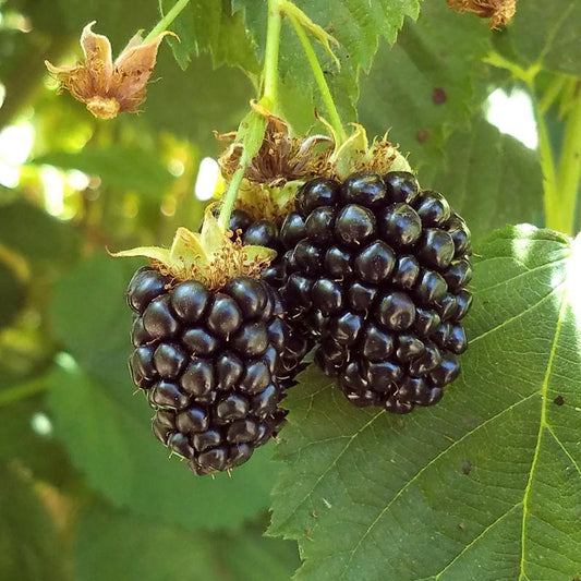 Blackberry - Triple Crown (Thornless)