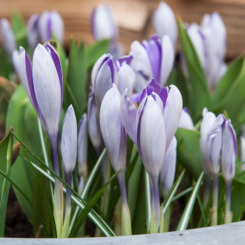 "Blue Pearl" Snow Crocus Bulbs (Pack of 20)