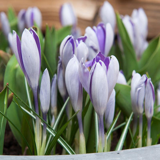 "Blue Pearl" Snow Crocus Bulbs (Pack of 20)