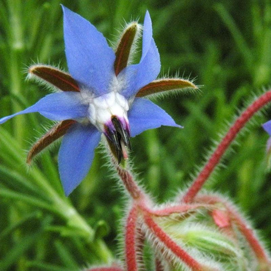 Strictly Medicinal Borage Seeds (Organic)