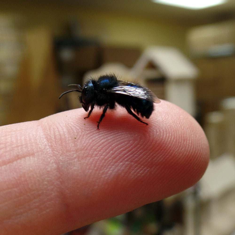 Mason Bees | 40+ OBA Certified Cocoons with Free 2 Day Shipping