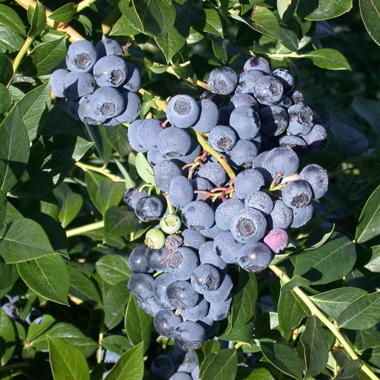 Reka Blueberry (Early Harvest)
