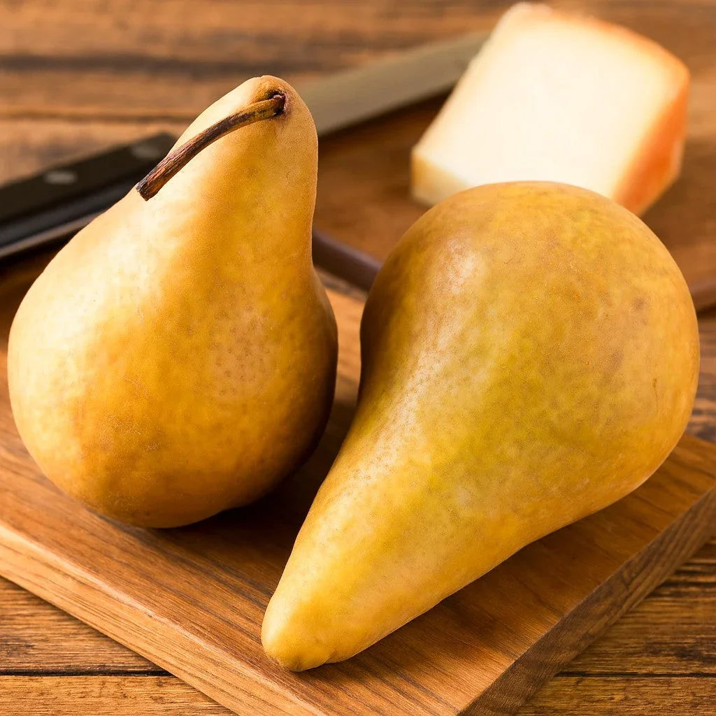 Bosc Pear Tree
