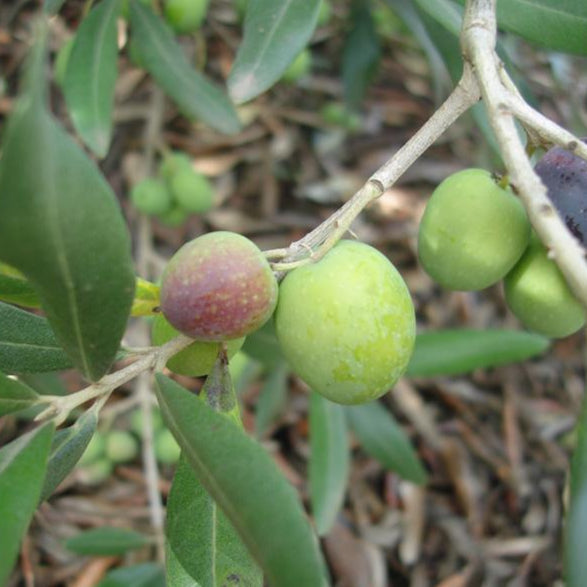 Bouteillan Olive Tree