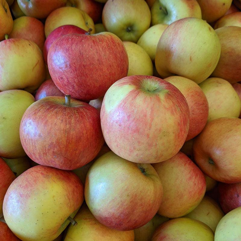 Braeburn Apple Tree