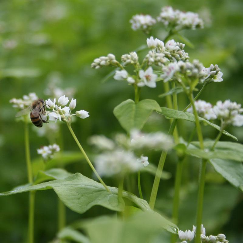 Organic Buckwheat Seed (lb)