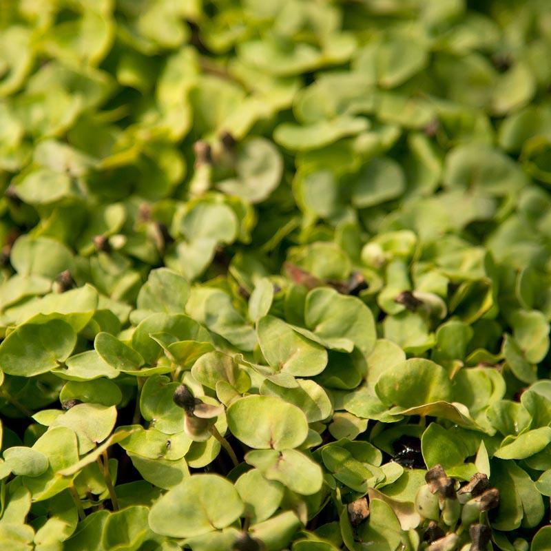 Buckwheat Seed (lb)