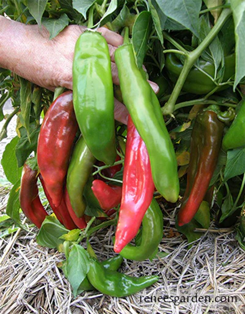 NuMex Joe E. Parker Heritage Chile Seeds