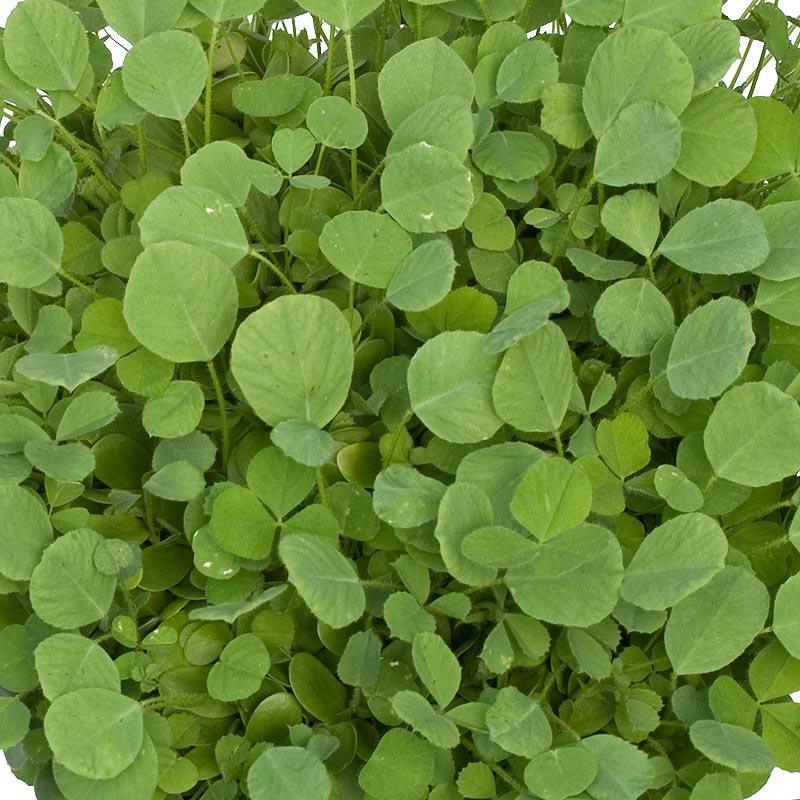 California Medic Mix - Nitrocoated Seed (lb)