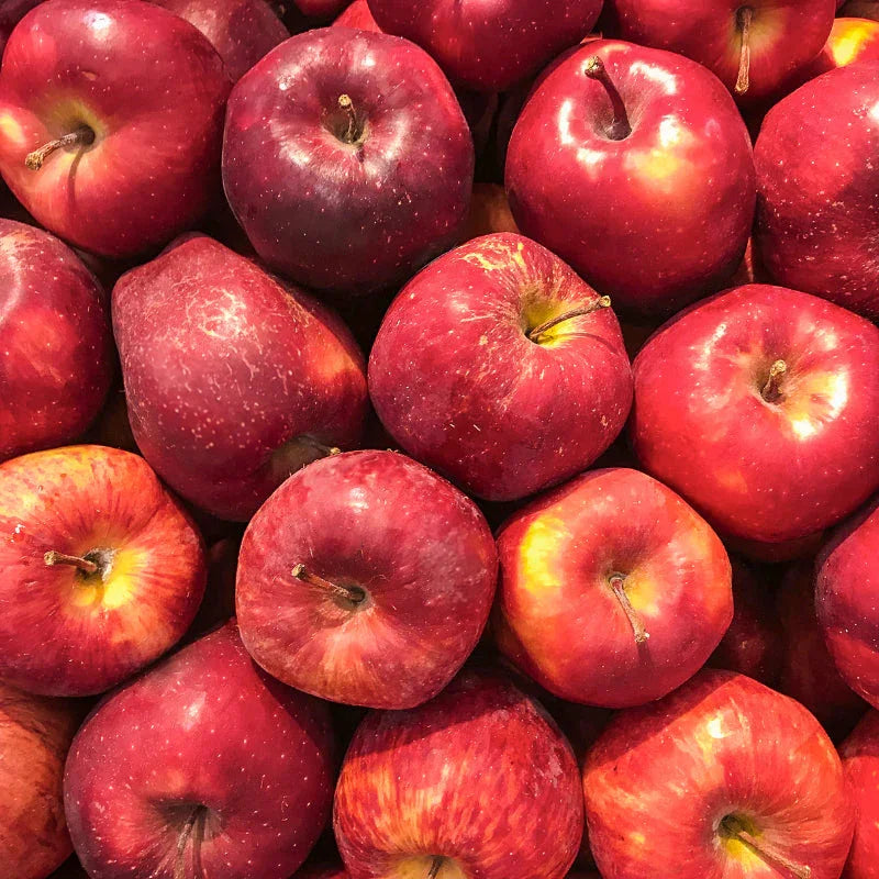 Calville Rouge Apple Tree