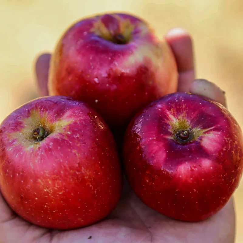 Calville Rouge Apple Tree