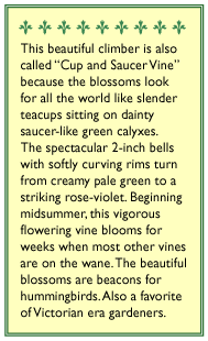 Cathedral Bells Flowering Vine Flower Seeds