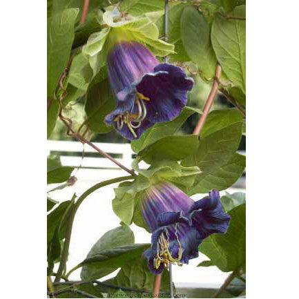 Cathedral Bells Flowering Vine Flower Seeds
