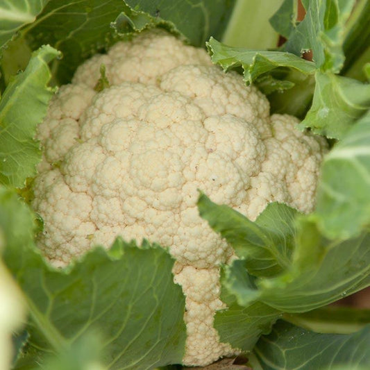 Organic Flamenco Cauliflower