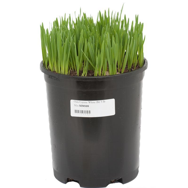 White Oats Seed (lb)