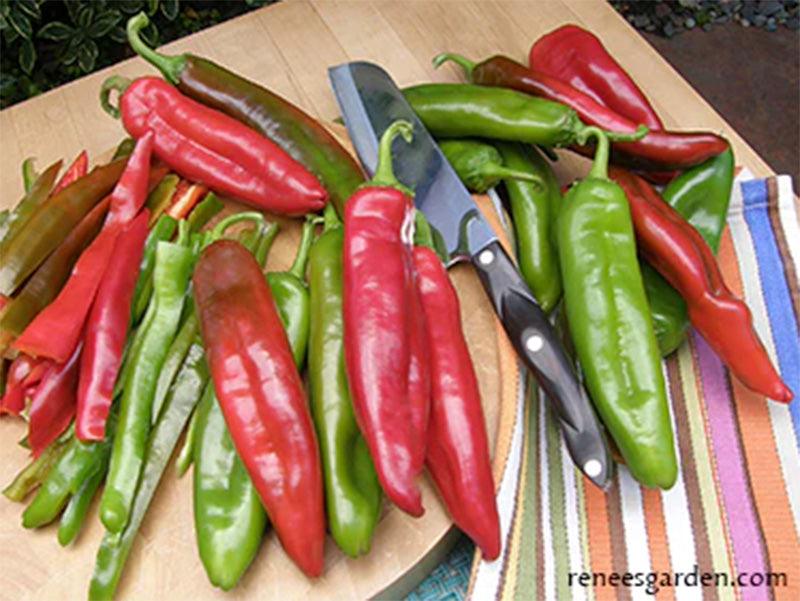 NuMex Joe E. Parker Heritage Chile Seeds