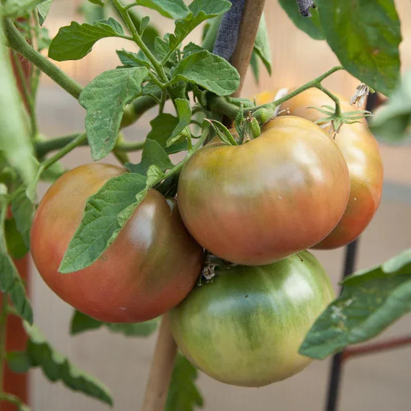 Cherokee Purple Tomato Seeds (Organic)