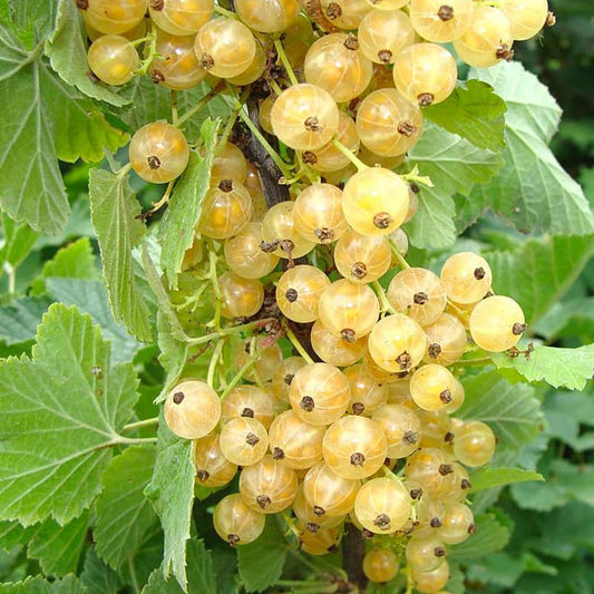 Cherry White Currant