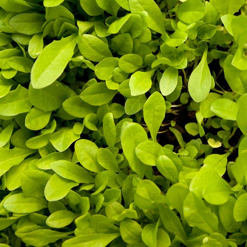 Chicory Seed (Lb)