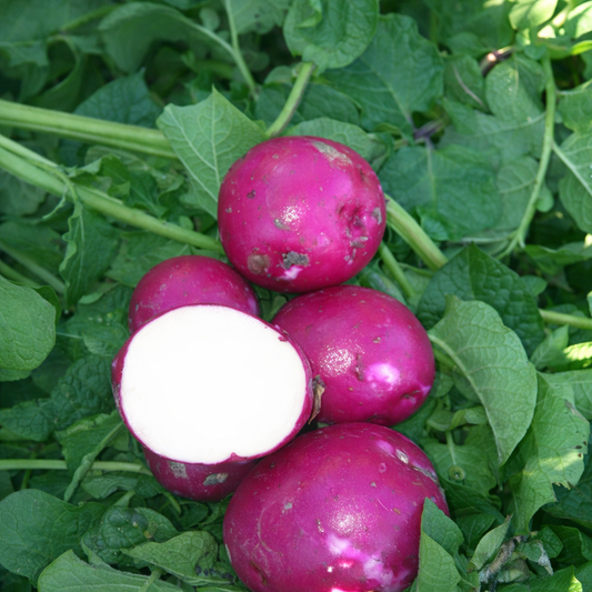 Collection: Organic Seed Potatoes