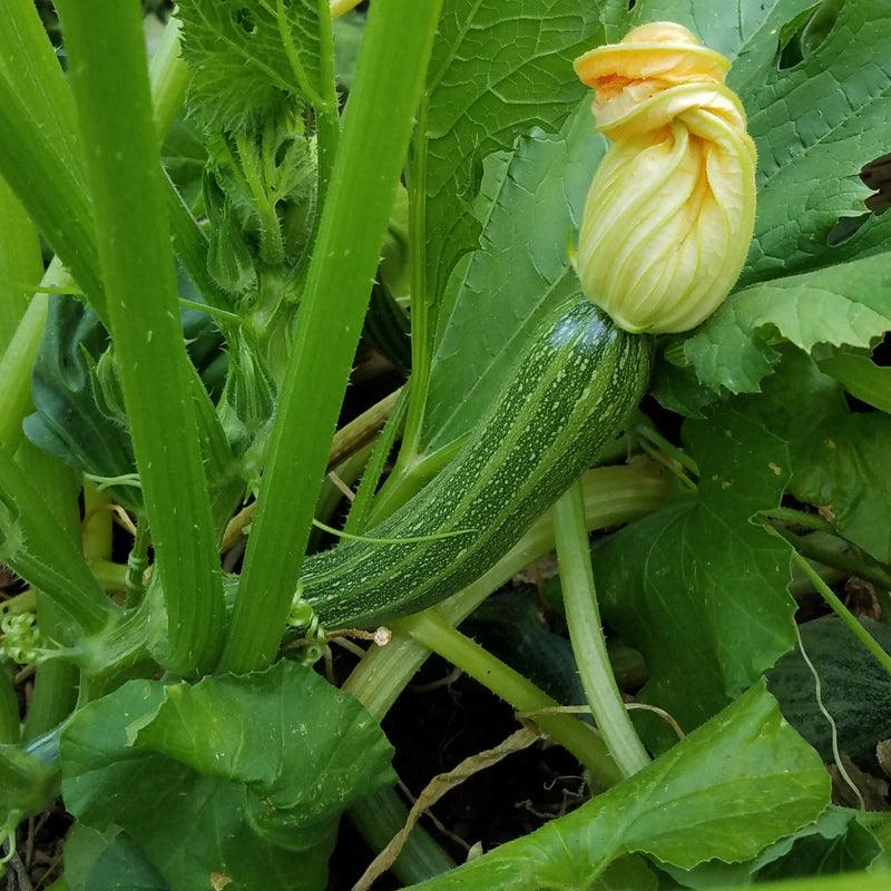 Organic Summer Squash, Cocozelle (1/4 lb)