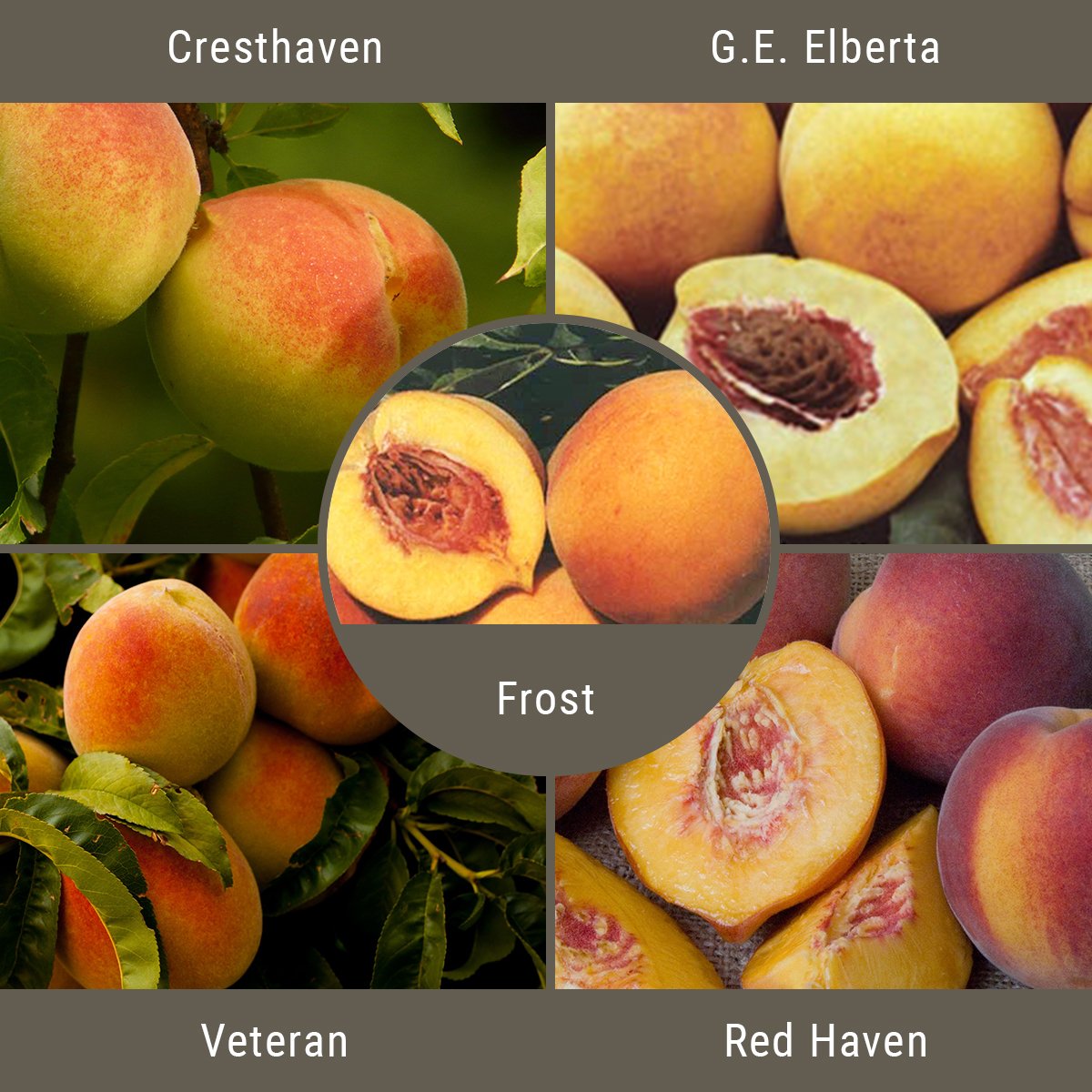 Cold Hardy Peaches, 3 on 1 Multiple Grafted Fruit Tree