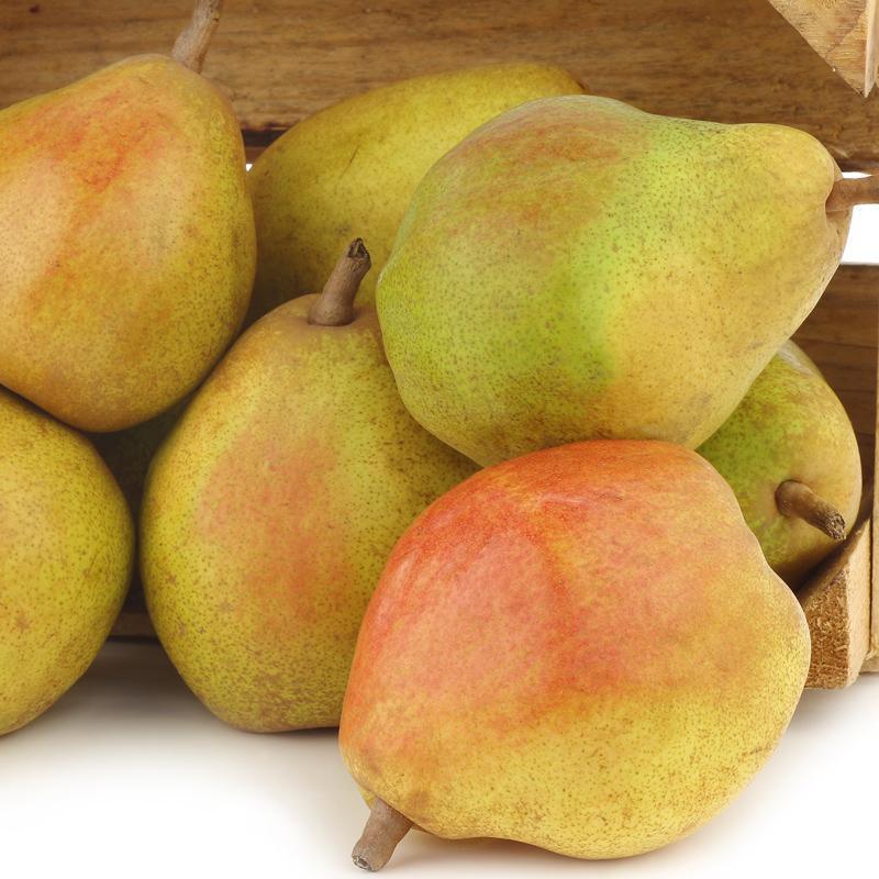Semi-Dwarf Pear, 2 on 1 Multi Grafted Fruit Tree