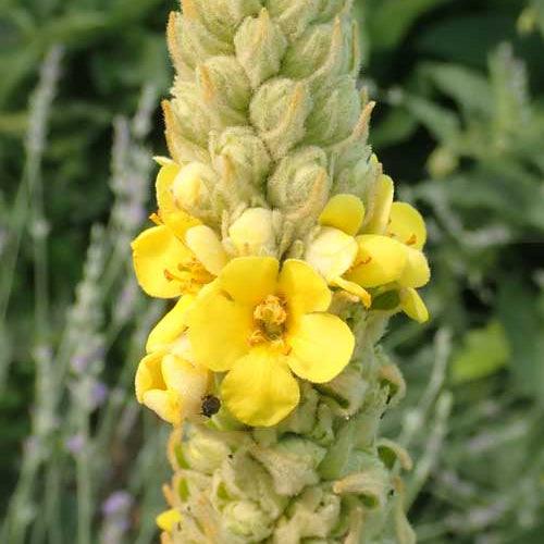 Mullein Seeds (Organic)
