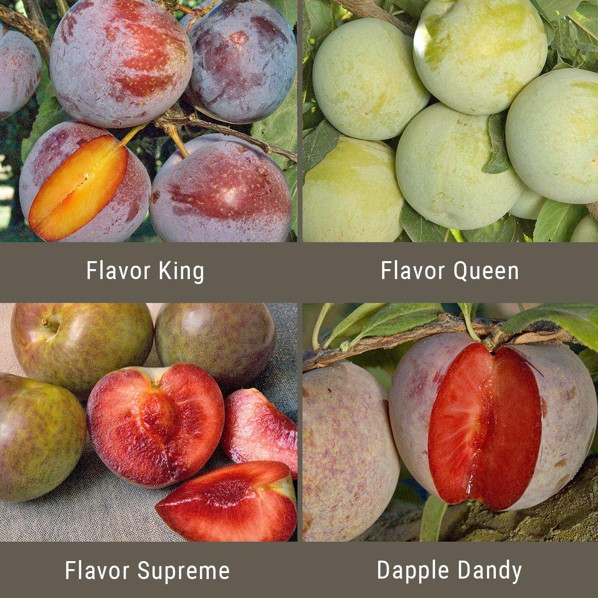 "Constant Harvest" Pluot 3 on 1 Multi Grafted Fruit Tree