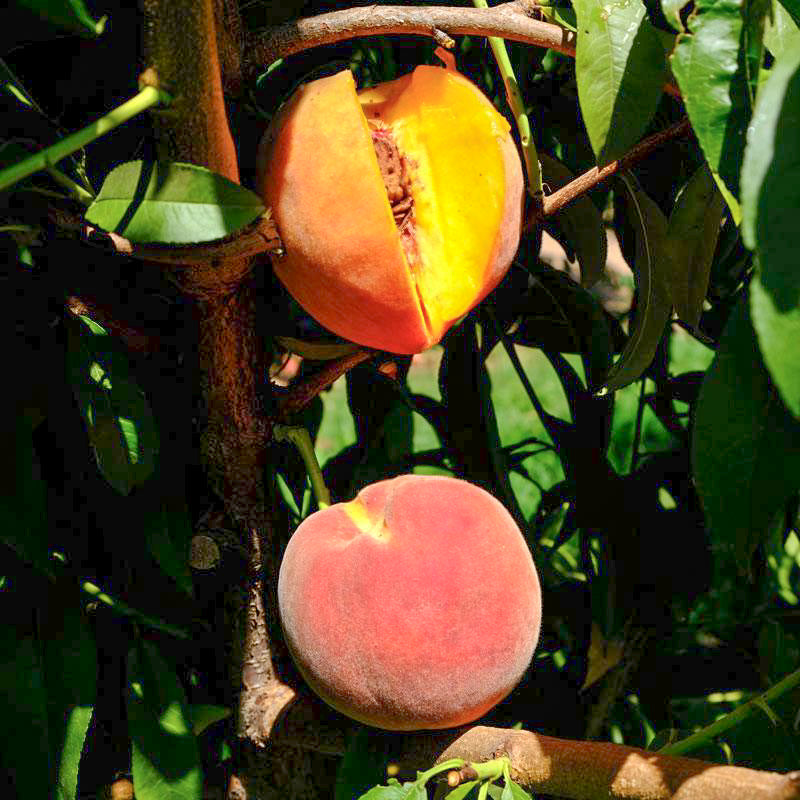 Contender Peach Tree