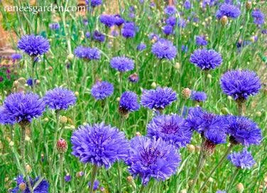 Blue Boy Cornflower