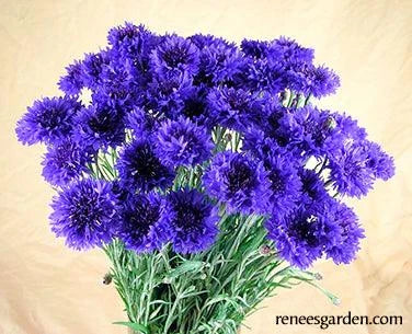Blue Boy Cornflower