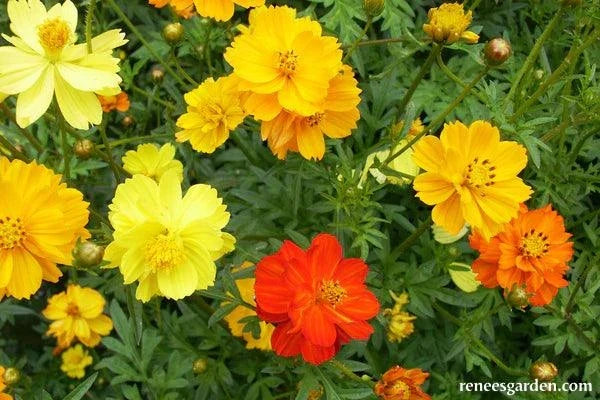 Little Ladybirds Cosmos