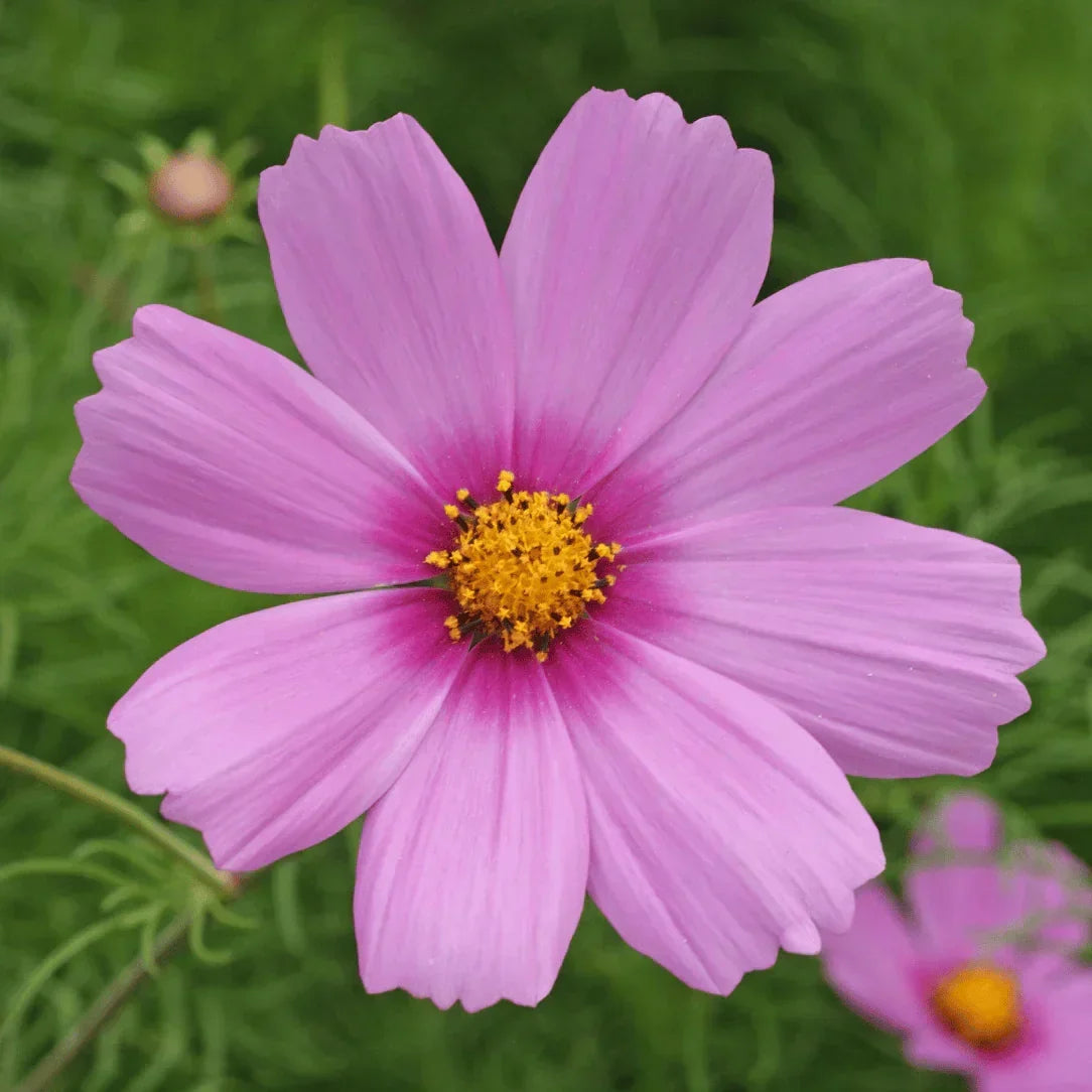 Cottage Garden Seeds Mix