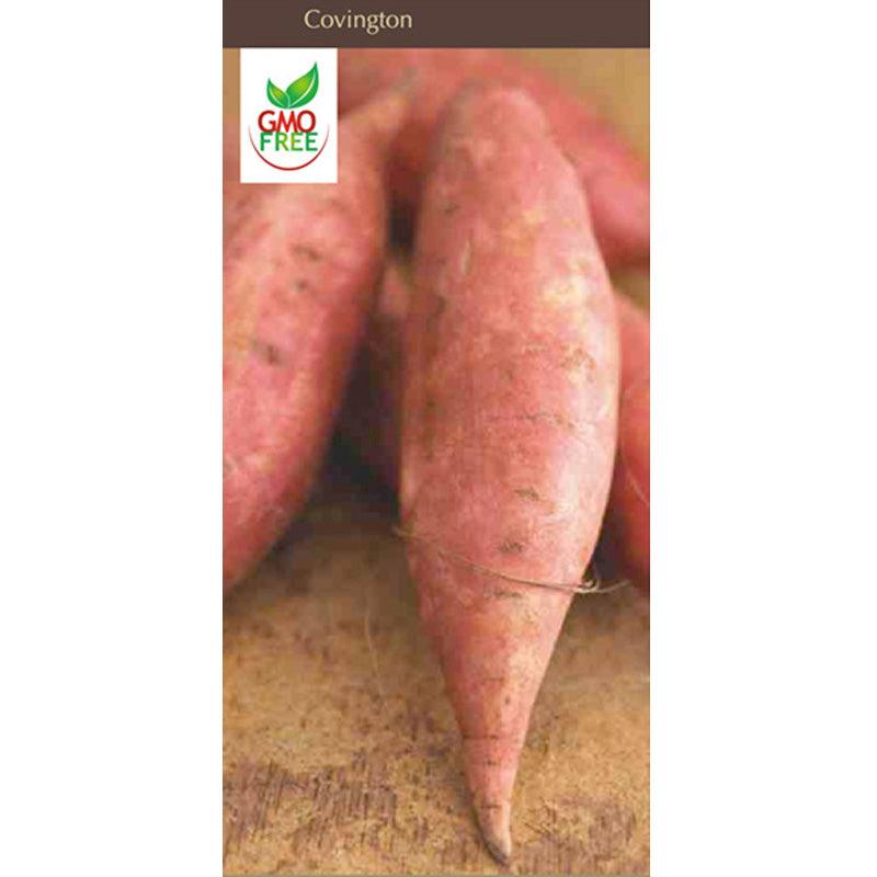Covington Sweet Potato