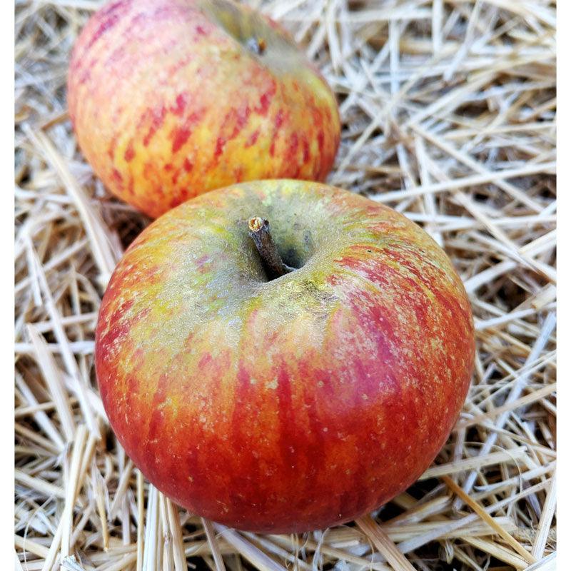 Cox Orange Pippin Apple Tree