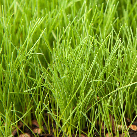 Creeping Red Fescue Seed (lb)