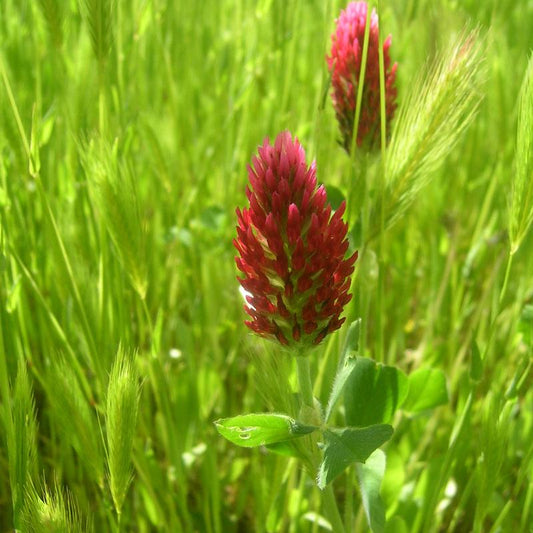 Organic Crimson Clover - Raw Seed (lb)